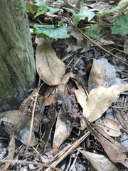 Cisseps fulvicollis