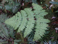 Dryopteris paleolata