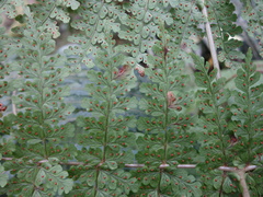 Dryopteris paleolata