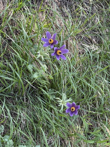 Pulsatilla chinensis (Pulsatilla chinensis)