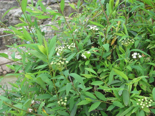 Spiraea cantoniensis