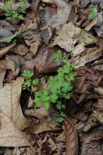 Corydalis flavula, 2026-04-29
