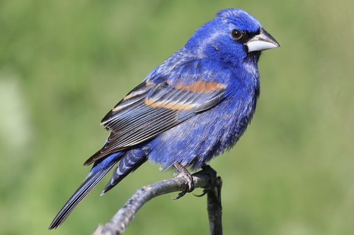 Blue Grosbeak