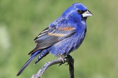 Blue Grosbeak photo 1