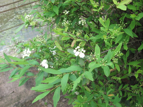 Spiraea cantoniensis