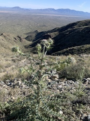 Cirsium neomexicanum