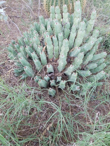 Sausage plant (Euphorbia makallensis)