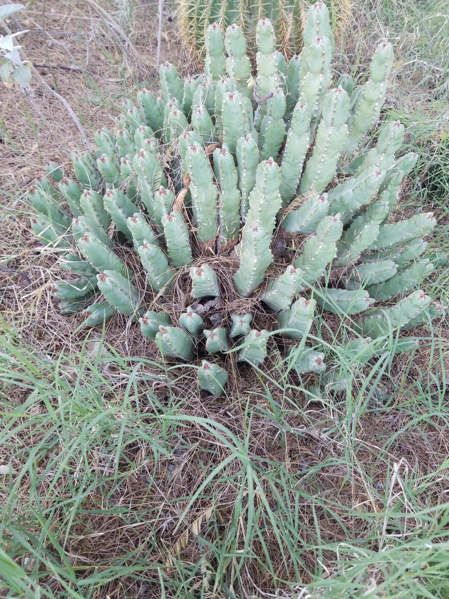 Euphorbia makallensis