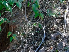 Oxybelis microphthalmus