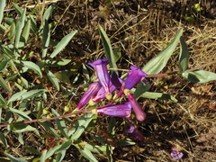 Penstemon azureus