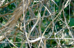 Oxybelis microphthalmus