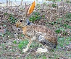 Lepus alleni
