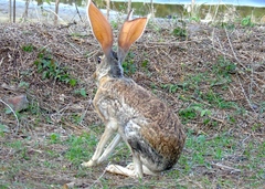 Lepus alleni