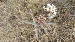 Asclepias glaucescens