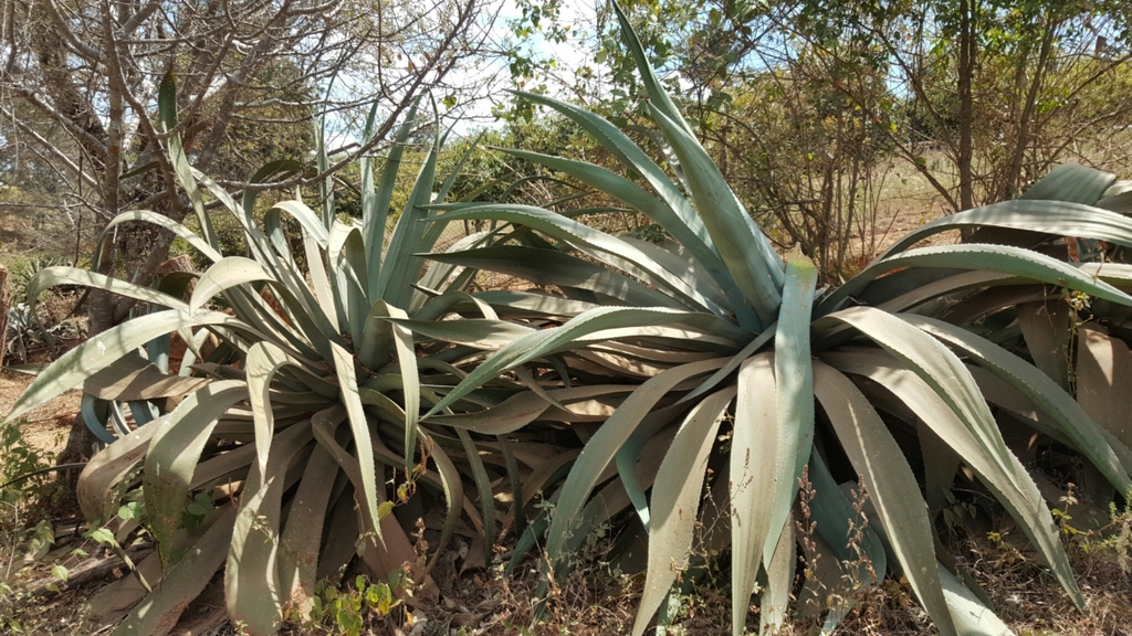 Agave hookeri (Hooker's Agave)
