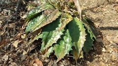 Agave cupreata