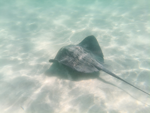 Blue stingray (Pteroplatytrygon violacea) — Dasyatidae