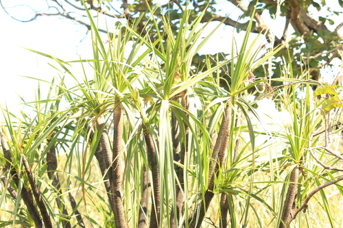 Vellozia squamata, photograph 3