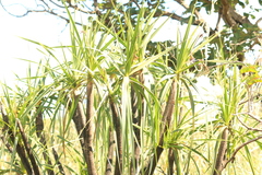 Vellozia squamata, photograph (c) Wallace Carneiro Almeida, some rights reserved (CC BY-SA)