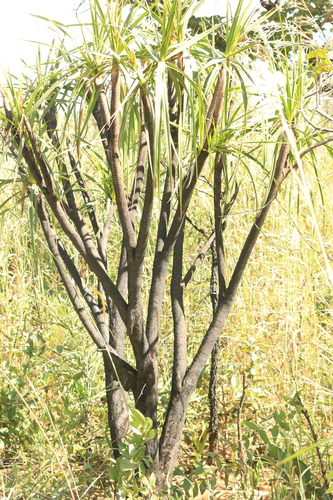 Vellozia squamata, photograph 4