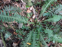 Plagiogyria stenoptera