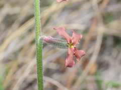 Hesperis laciniata