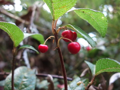 Ardisia japonica
