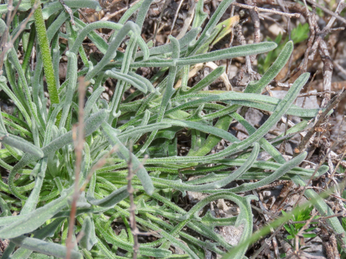Hesperis laciniata, photograph 1