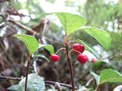 Ardisia japonica