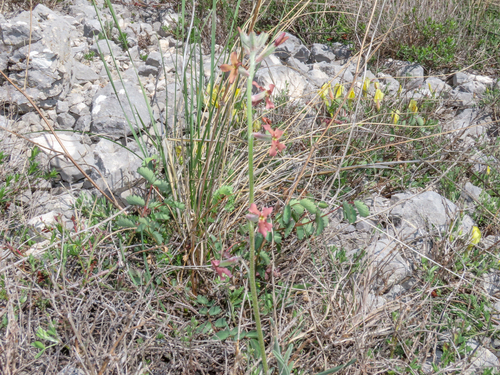 Hesperis laciniata, photograph 2