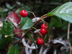 Ardisia japonica