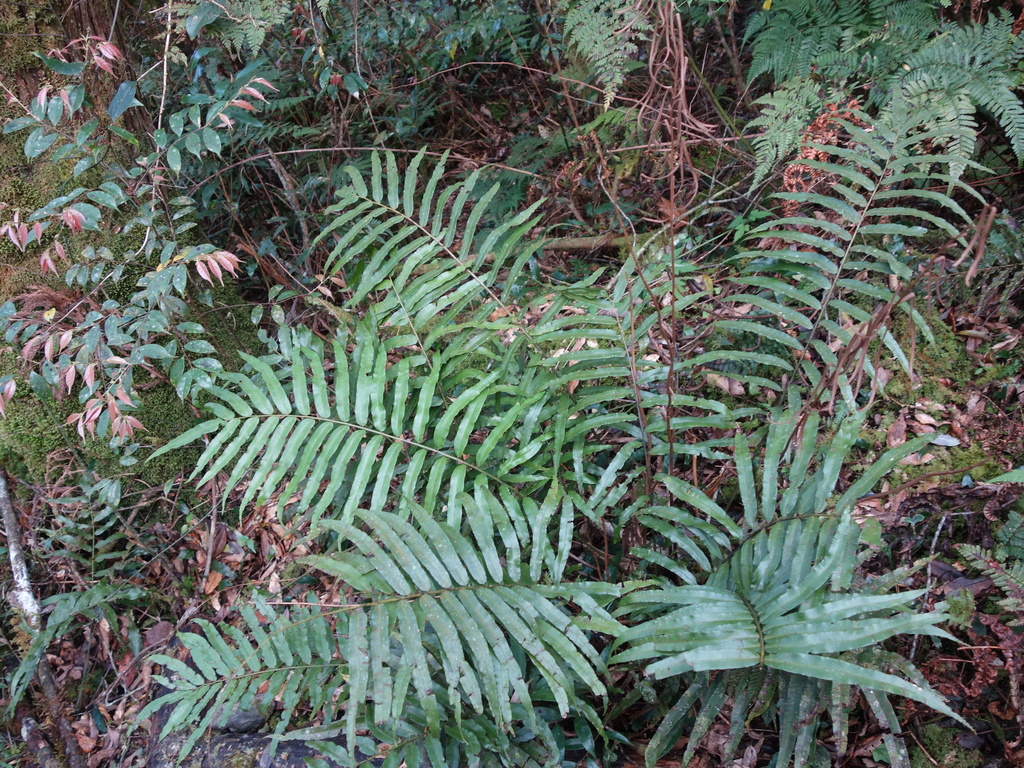 Plagiogyria euphlebia (Plagiogyria euphlebia)