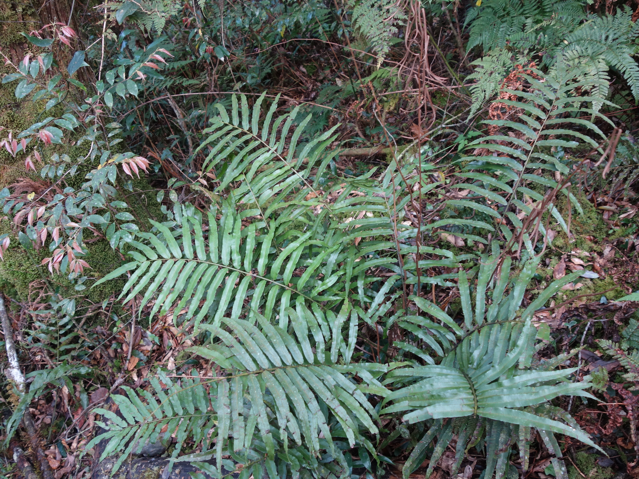 Plagiogyria euphlebia