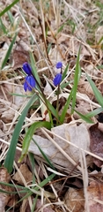 Scilla siberica