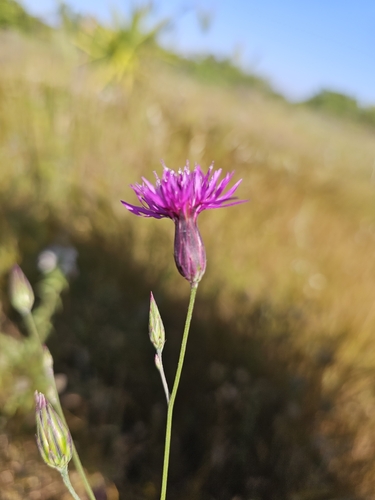 Crupina crupinastrum, photograph 5