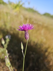 (c) Silvia Scandura, some rights reserved (CC BY) Crupina crupinastrum, photograph (c) Silvia Scandura, some rights reserved (CC BY)