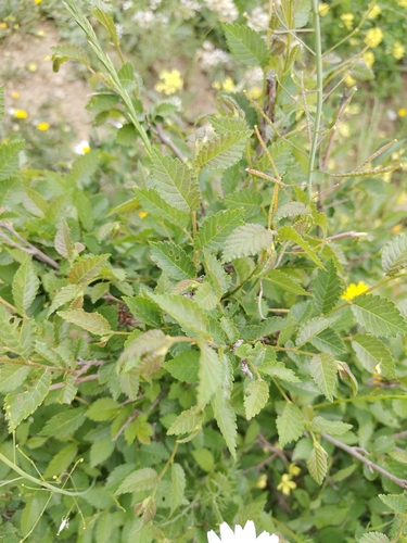 Field Elm