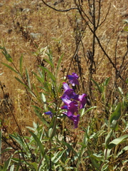 Penstemon azureus