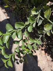 Sarcomphalus amole