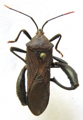 Piezogaster odiosus