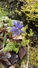 Hepatica transsilvanica, photograph Sebastian Uzum, CC0, iNaturalist via GBIF