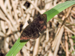 Pachyneuria licisca