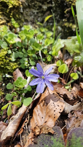 Hepatica transsilvanica, photograph 4