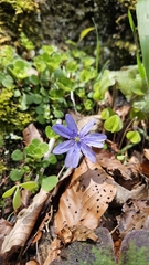 Hepatica transsilvanica, photograph Sebastian Uzum, CC0, iNaturalist via GBIF