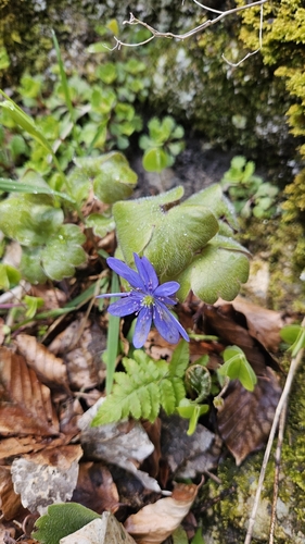 Hepatica transsilvanica, photograph 5