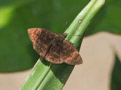 Pachyneuria licisca