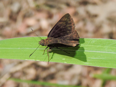 Pachyneuria licisca