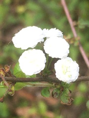 Spiraea prunifolia