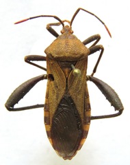 Piezogaster odiosus