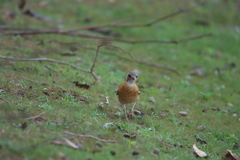Furnarius leucopus